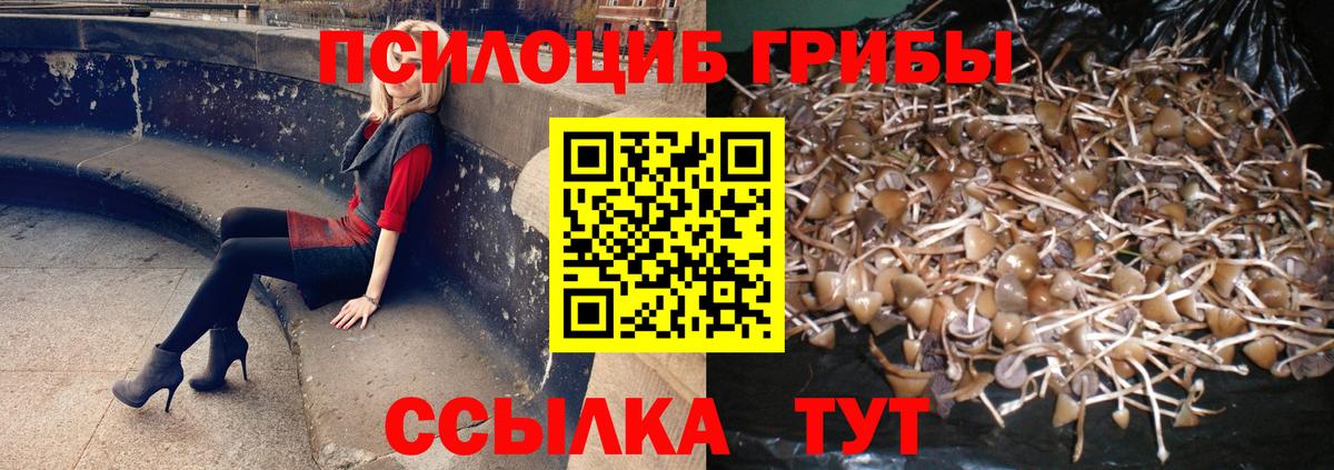 Сертолово  Псилоцибиновые грибы Cubensis  Вход с VPN 